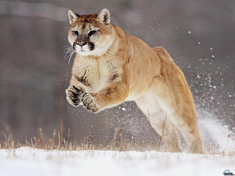 cougar hunting, cougar, snow, cats, hunting, HD wallpaper