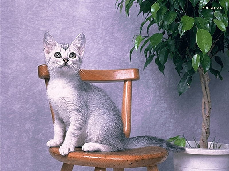 Cat on the chair, pet, feline, loveable, plant, chair, cat, kitten, animal, HD wallpaper
