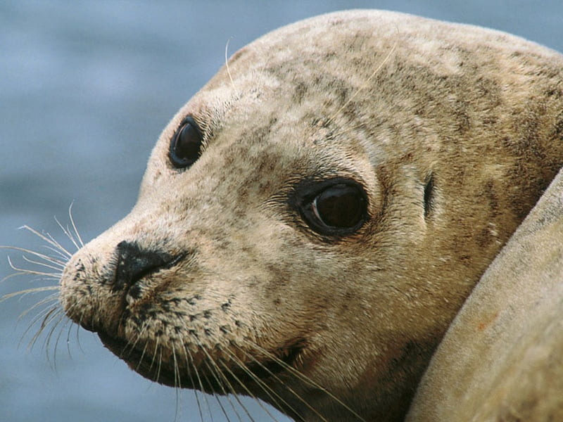 Wildlife Seal Animals background  Best Free photos