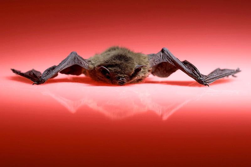 bat, dangerous, red, powerless, HD wallpaper
