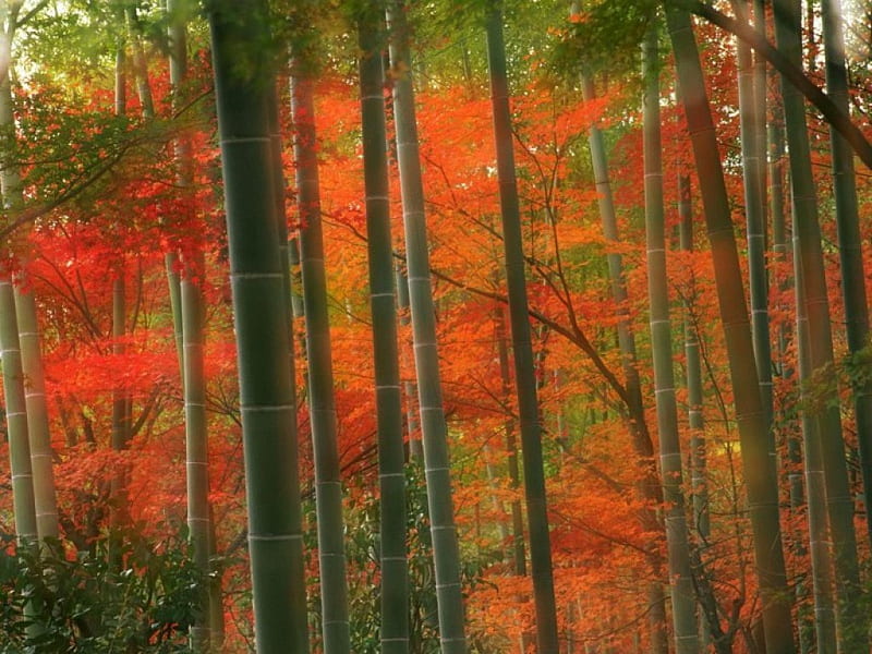 Bamboo Forest, forest, autumn, japan, japanese, kyoto, arashiyama, nature, bamboo, HD wallpaper