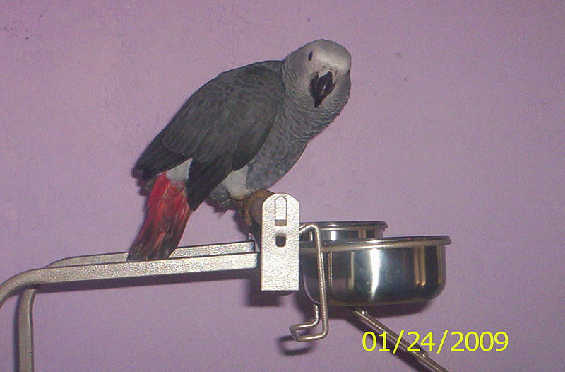 Congo African Grey Parrot , individual owned, HD wallpaper