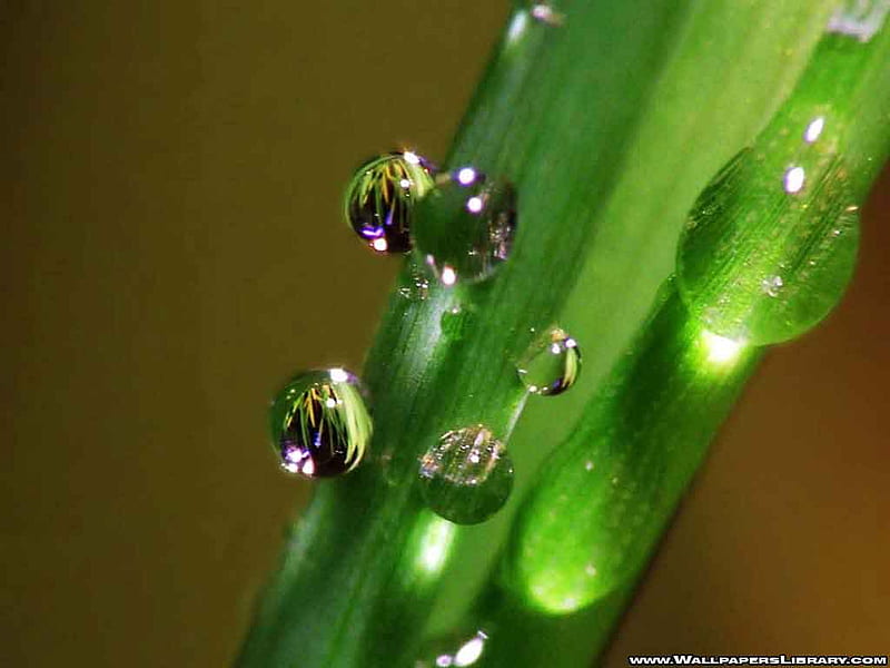 Dew Drops, dew, stem, plant, droplets, HD wallpaper