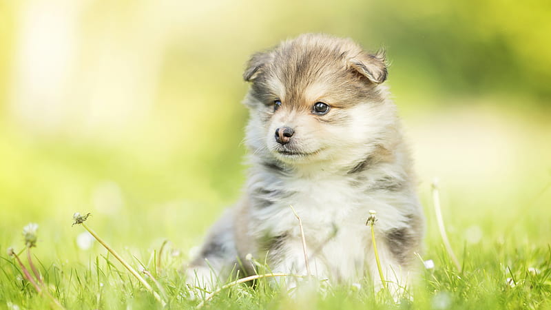 Dog Puppy Is Sitting On Green Grass In Blur Green Background Dog, HD wallpaper