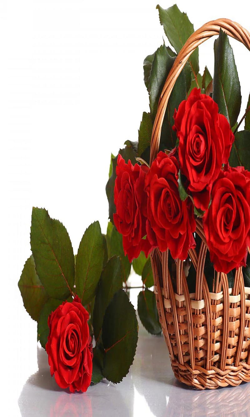 Roses Red Basket, bonito, cute, look, nice, HD phone wallpaper | Peakpx