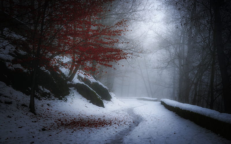 nature, Landscape, Winter, Snow, Trees, Leaves, Path, Mist, France, Cold, Hill, White, Red / and Mobile Background, HD wallpaper