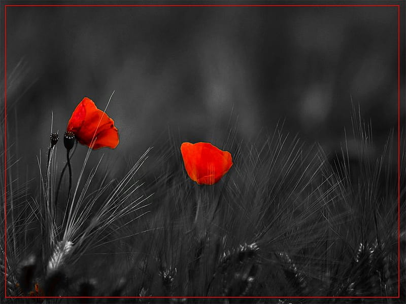 poppies for DanijelaCro, black and white, red, graphy, poppies, HD wallpaper
