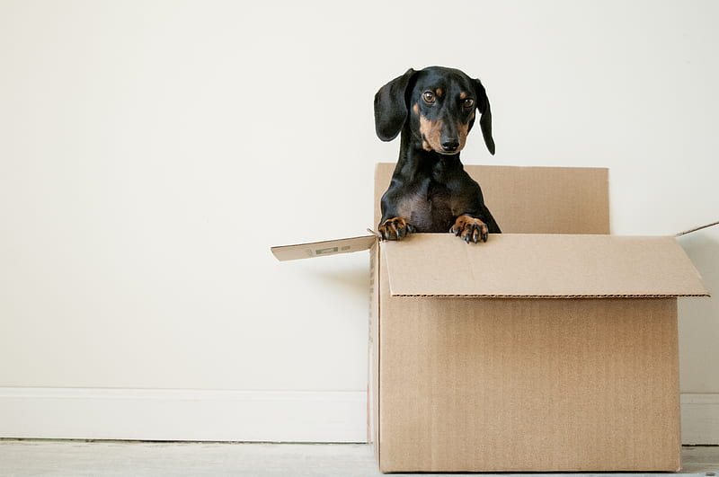 black and brown Dachshund standing in box, HD wallpaper