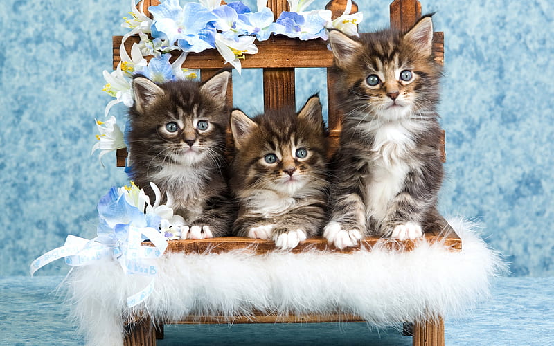 cute little gray kittens, Siberian cat, pets, little cats, three kittens, cats, HD wallpaper