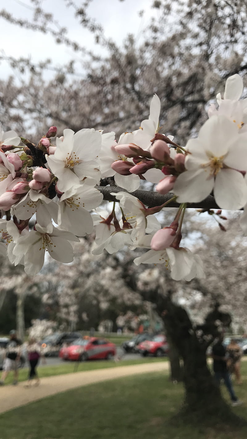 Cherry Blossom, landscape, nautre, tree, washington dc, HD phone wallpaper