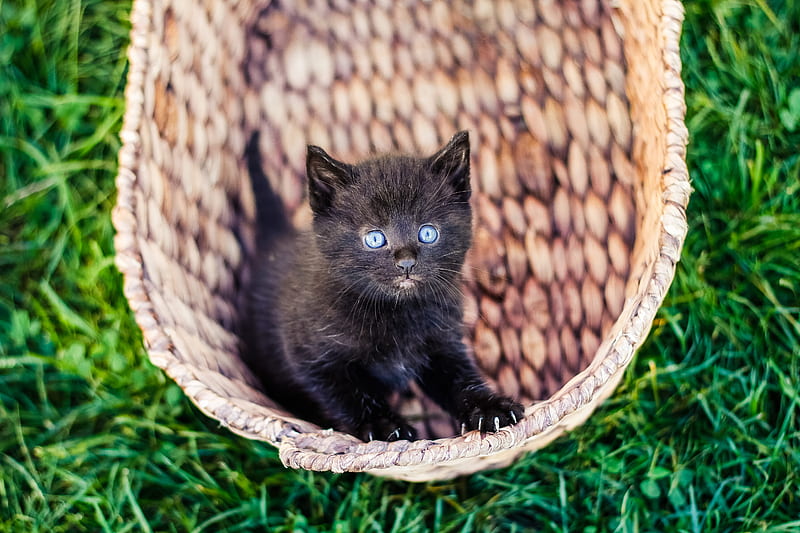 black kitten in wicker basket, HD wallpaper