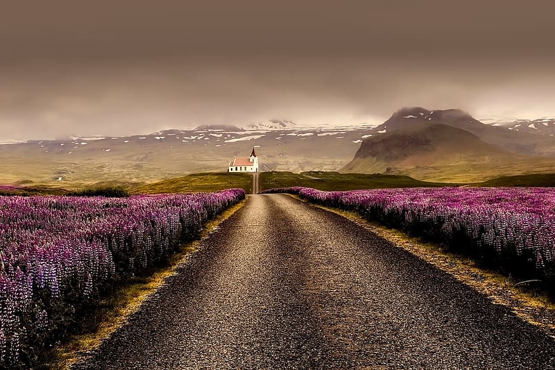 Roadside lavender field - church - Iceland, videki taj, egbolt, termeszet, templom, ut, mezo, levendula, hegyek, Izland, HD wallpaper