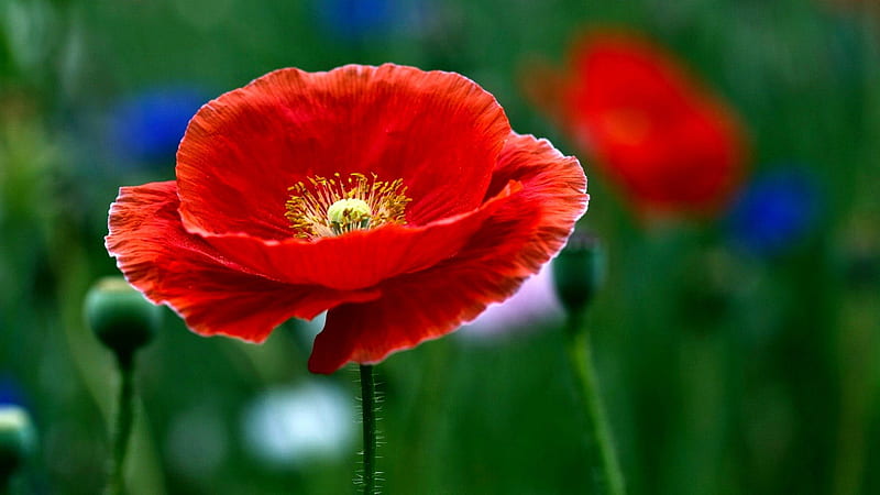 Poppy, red, green, grass, flower, nature, field, blue, HD wallpaper
