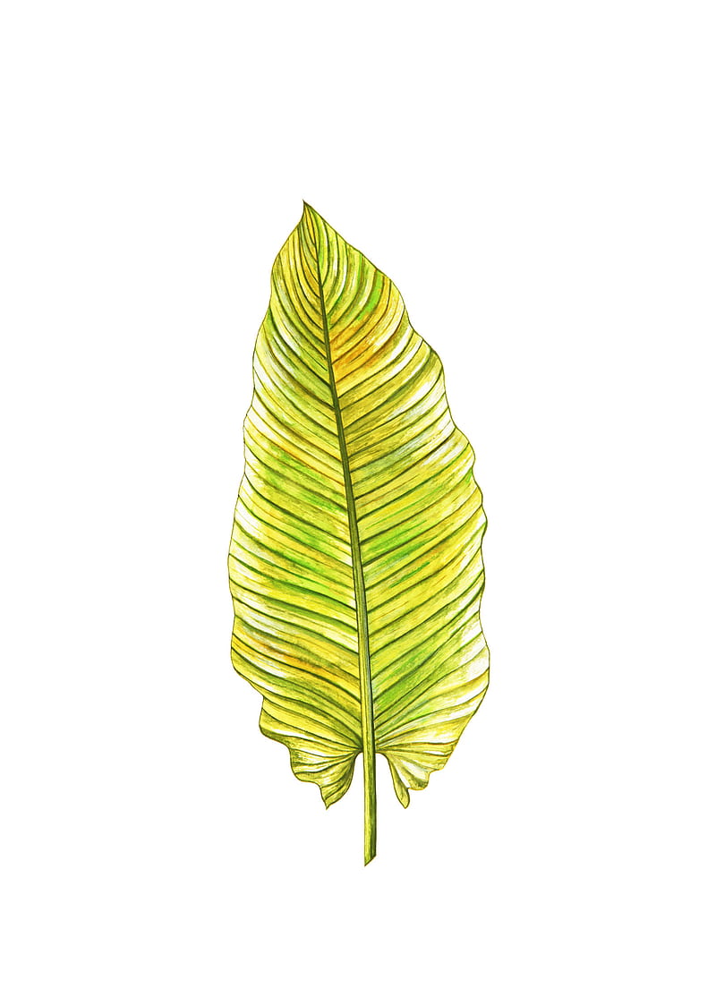 Tropical leaf, art, green-yellow, illustration, nature, painting, watercolour, yellow, HD phone wallpaper