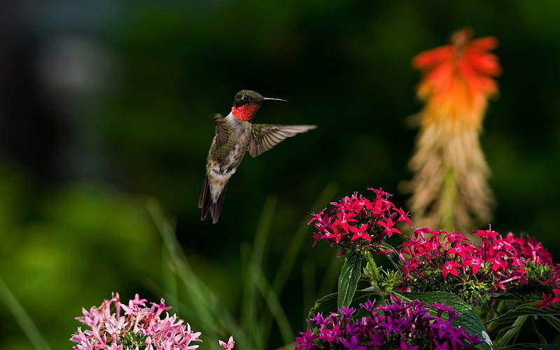 Male Ruby Throated Hummingbird, Flowers, Bird, Hummengbird, Flying, HD wallpaper