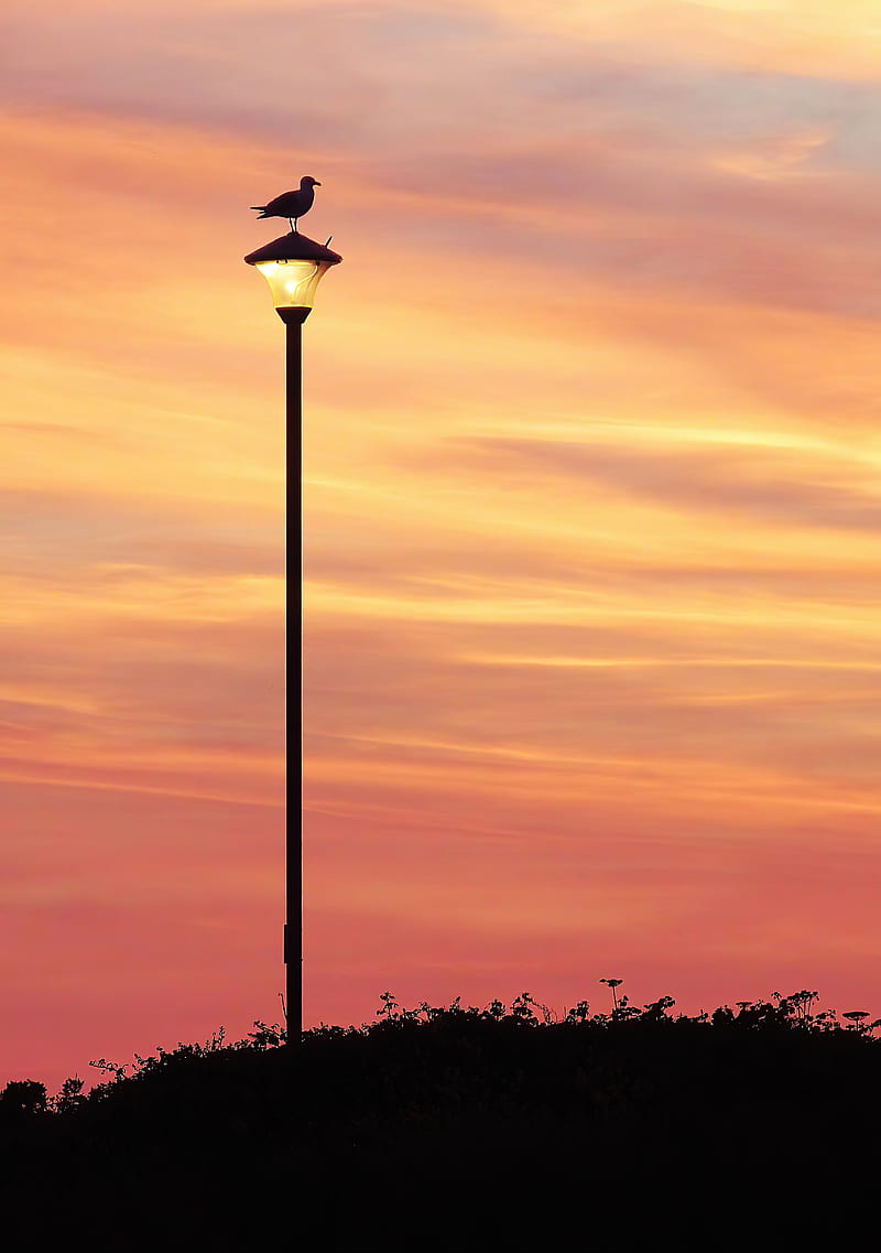 bird, lantern, silhouette, sunset, sky, HD phone wallpaper