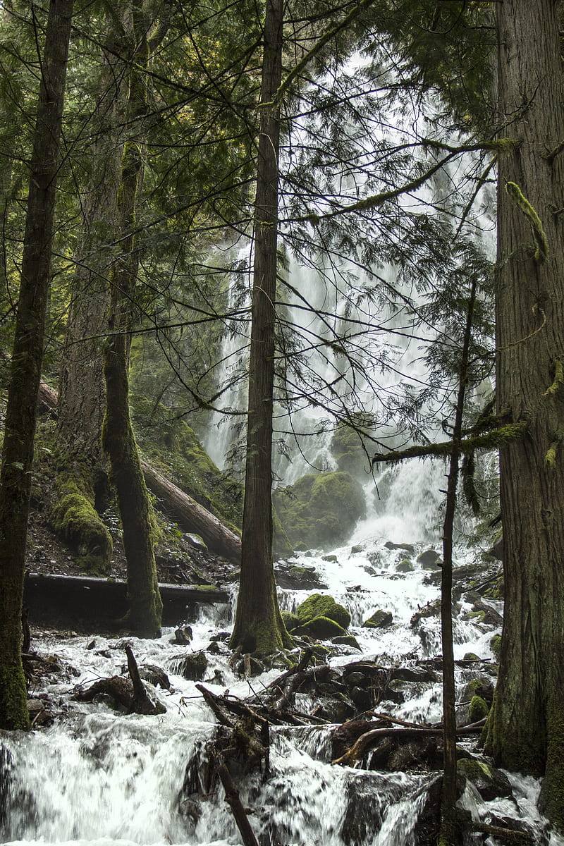 trees, waterfall, stream, spray, HD phone wallpaper