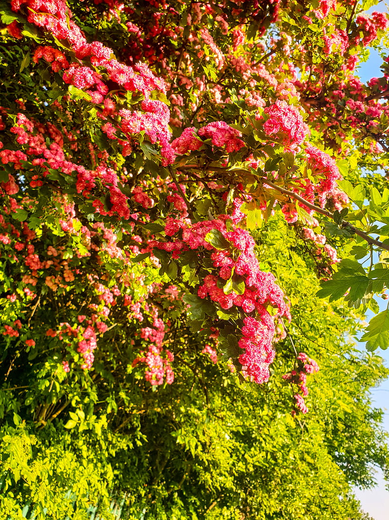 pink flower, plants, flowers, colorful, HD phone wallpaper