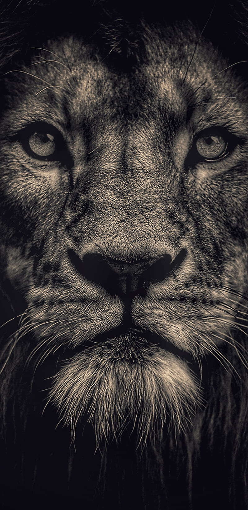 HD wallpaper Lion drawing in black and white tribal tattoo head icon   Wallpaper Flare