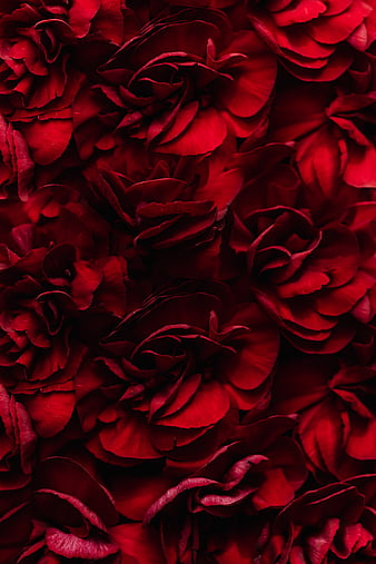 Burning Rose, fire, red flower . Red flower , Red roses , Burning rose, Red  Rose Vintage HD phone wallpaper | Pxfuel