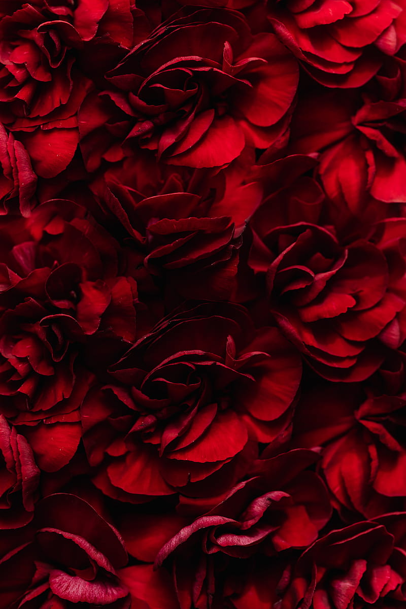 Heap of beautiful dark red flowers, HD phone wallpaper | Peakpx