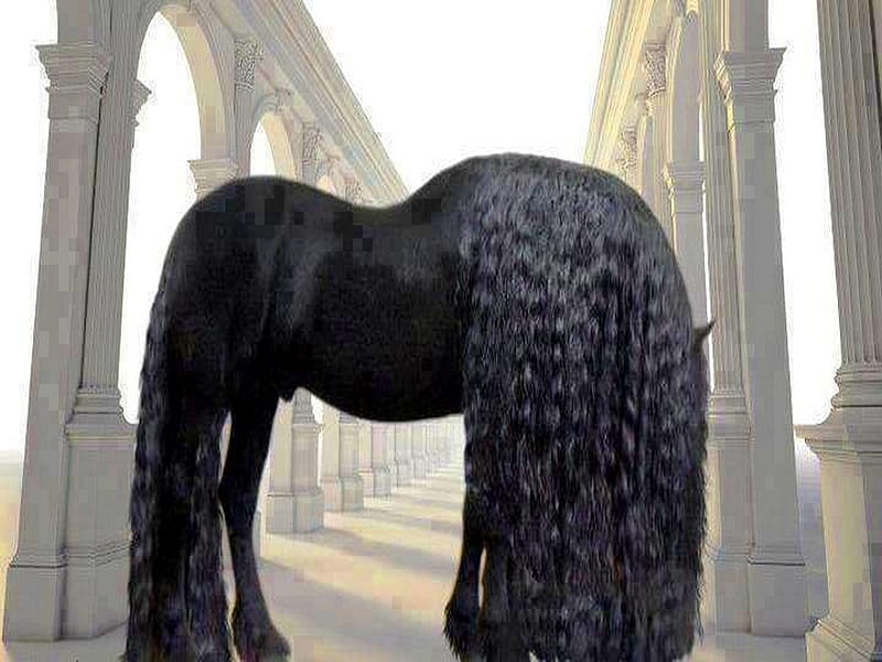 MAGNIFICENT MANE, black, mane, horse, stallion handsome, HD wallpaper