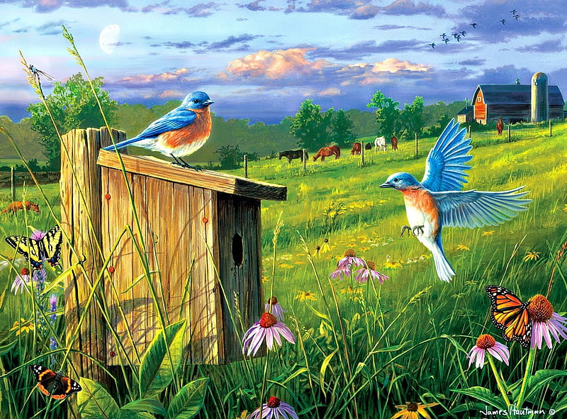 1920x1080px, 1080P free download | Birds, blue, couple, art, house