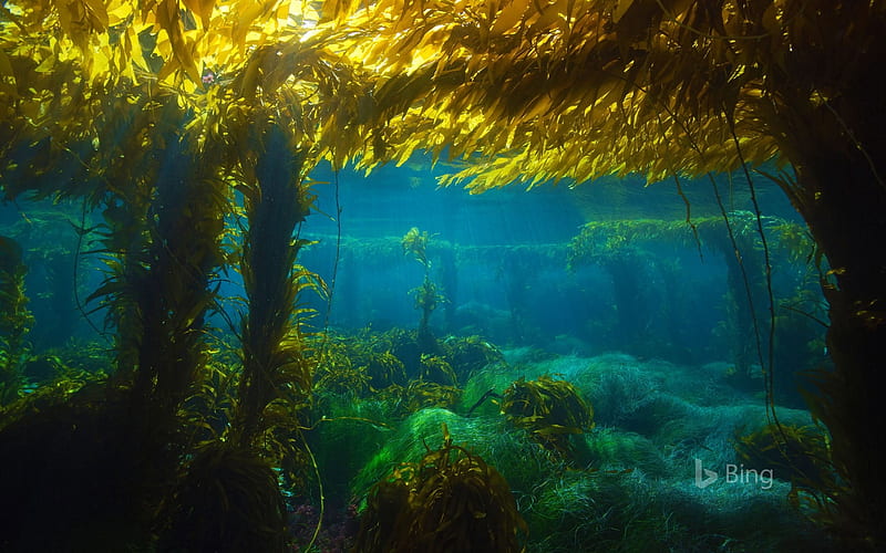 Giant kelp forest near San Clemente Island California, near, Giant, Forest, Kelp, HD wallpaper