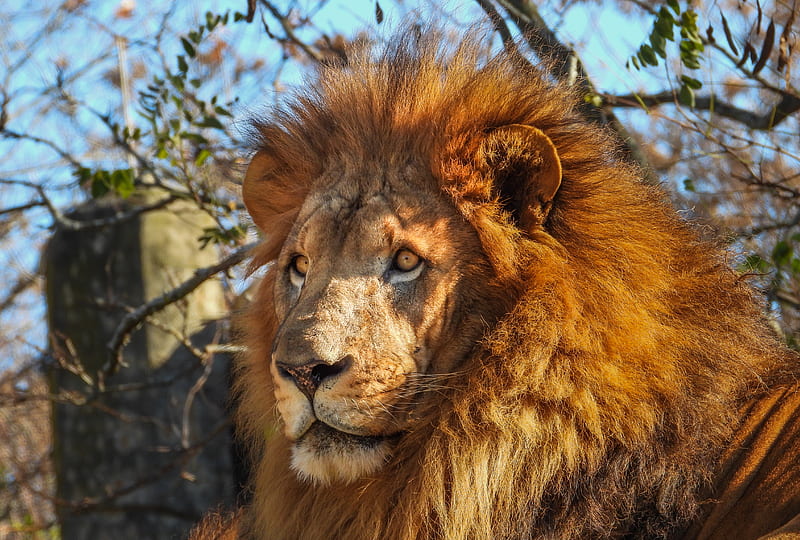 african lion, predator, big cat, HD wallpaper