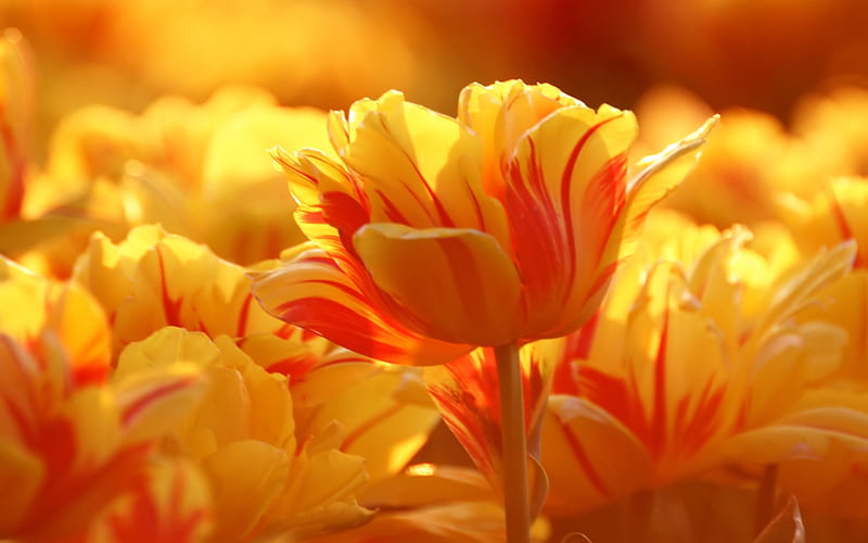Sunshine Tulips, yellow, tulips, sunshine, orange, HD wallpaper