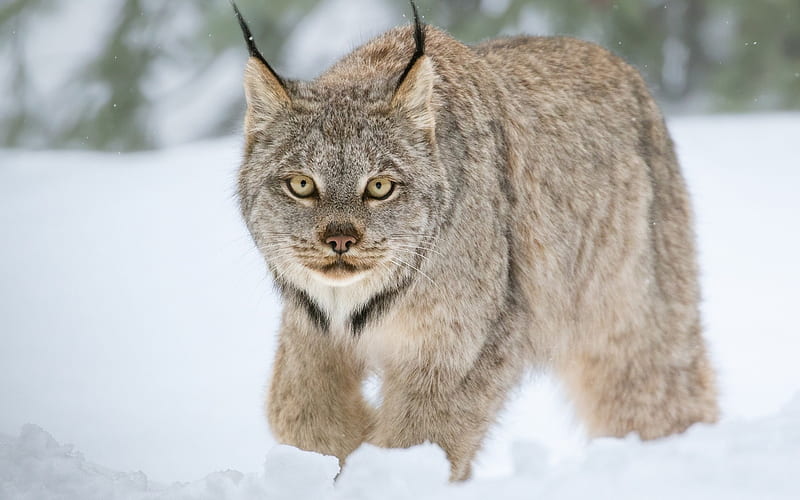 Lynx, wildlife, winter, snow, forest inhabitants, Russia, HD wallpaper