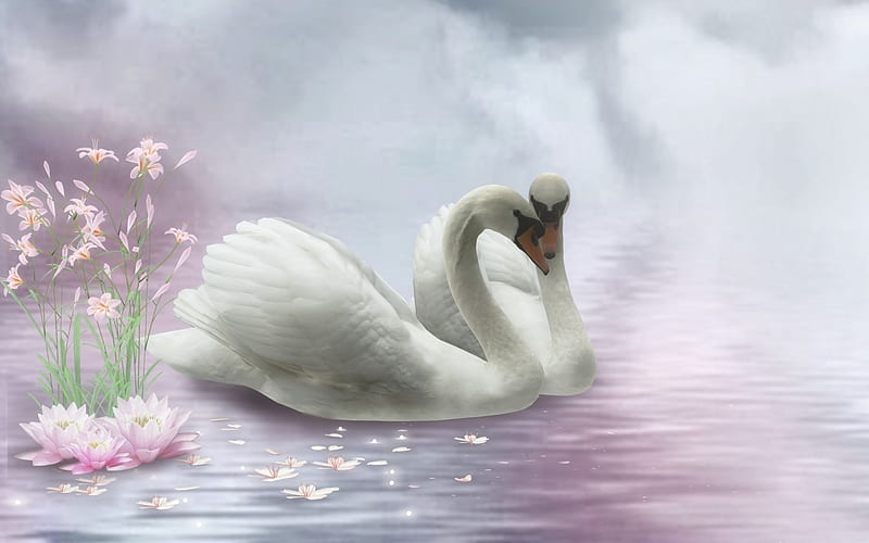 Cisnes, pasare, primavera, cisne, agua, pájaro, flor, verano, rosa, pareja,  Fondo de pantalla HD | Peakpx