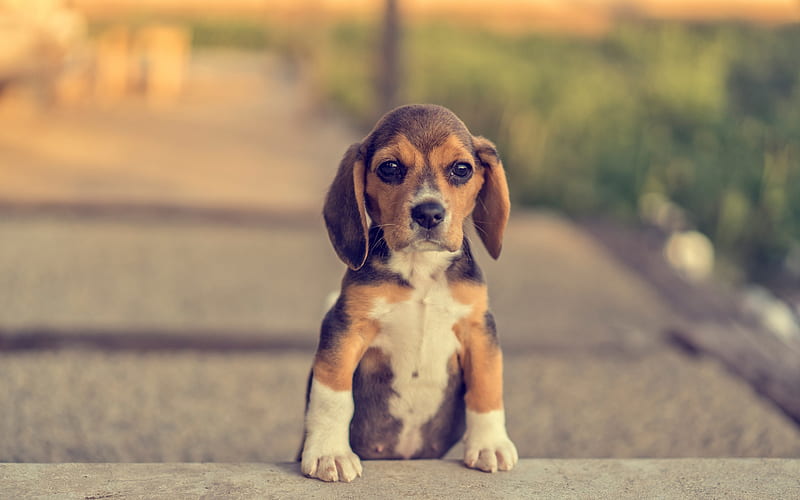 Beagle, small puppy, cute animals, pets, dogs, breed of dogs, HD wallpaper
