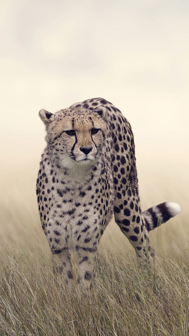 All about: The Cheetah - Wanyama Safaris