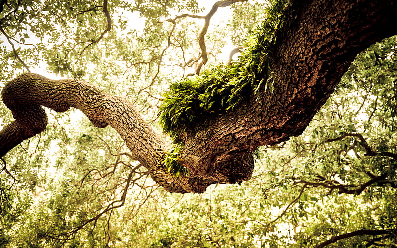Gnarly Oak, forest, tree, gnarled, leaves, gnarly, green, moss, oak, HD wallpaper