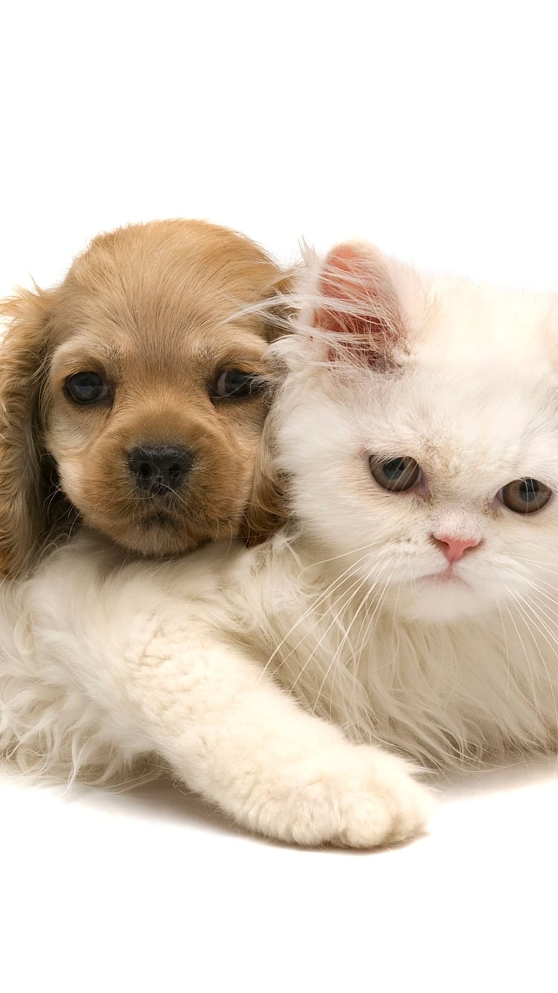 Cute Dog And White Persian Cat, cute dog and cat, white persian, kitten,  puppy, HD phone wallpaper | Peakpx