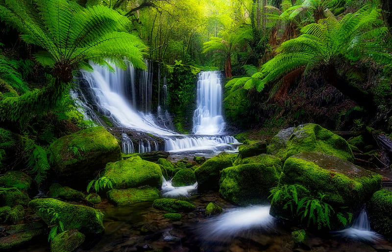 Forest Waterfall Forest Exotic Greenery Bonito Trees Stones