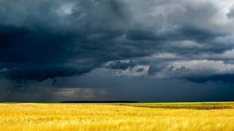 dark stormy skies over golden fields, fields, sky, storm, clouds, HD wallpaper