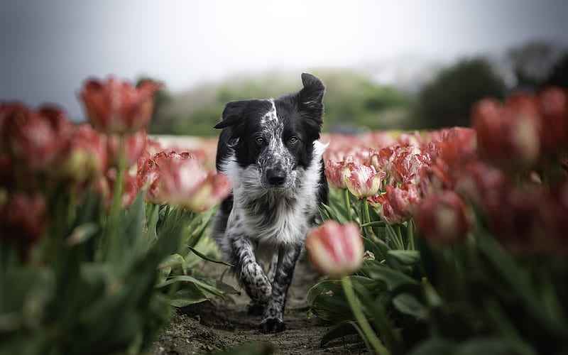 Border Collie, tulips, pets, cute animals, bokeh, running dog, black border collie, dogs, Border Collie Dog, HD wallpaper
