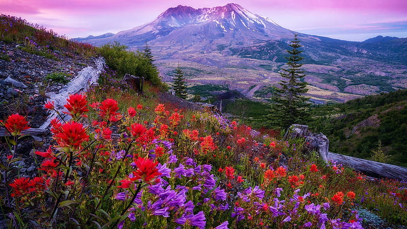Indian Paintbrush near Mount St. Helens, Washington, wildflowers, blossoms, landscape, volcano, trees, sky, sunset, usa, colors, HD wallpaper