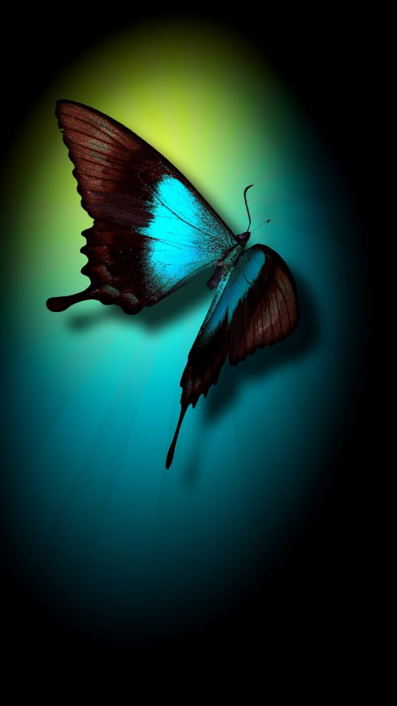 Butterfly, black, HD phone wallpaper
