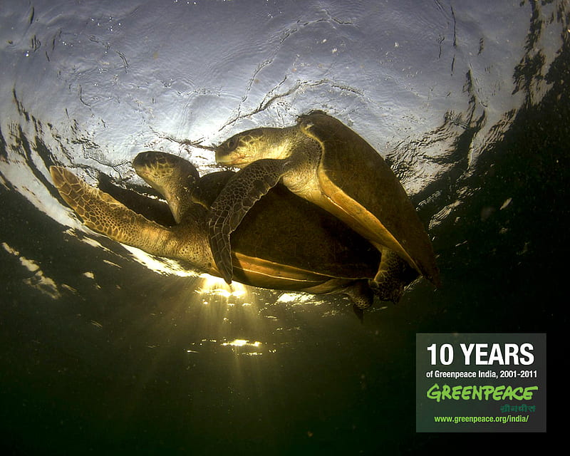 greenpeace:turtles, underwater, years, ocean, bonito, india, peace, turtle, sea, farm, cute, water, green, farmer, greenpeace, 10, HD wallpaper