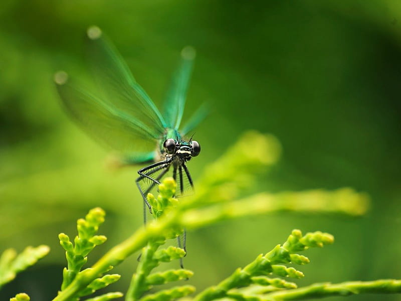 black eyes, dragonfly, landing, wings, green, HD wallpaper