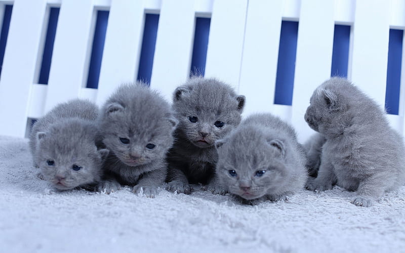 British shorthair kittens, small gray kittens, cute animals, family, cats, kittens, HD wallpaper