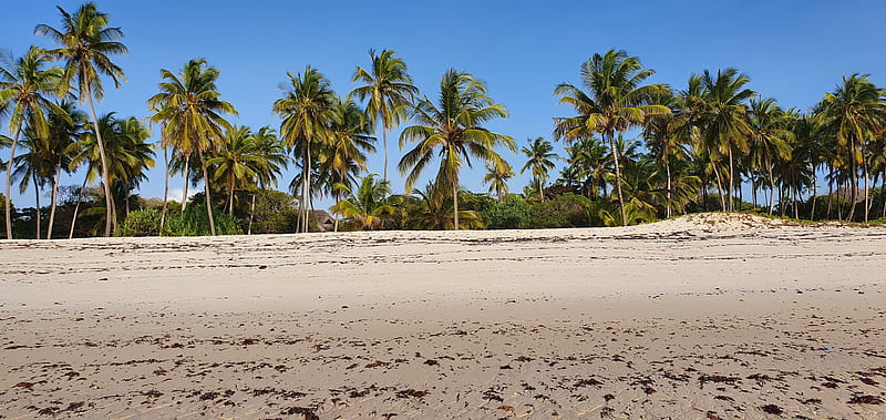 Diani Seashore, beach, forest, landscape, mombasa, ocean, palm tree, sea, sky, HD wallpaper