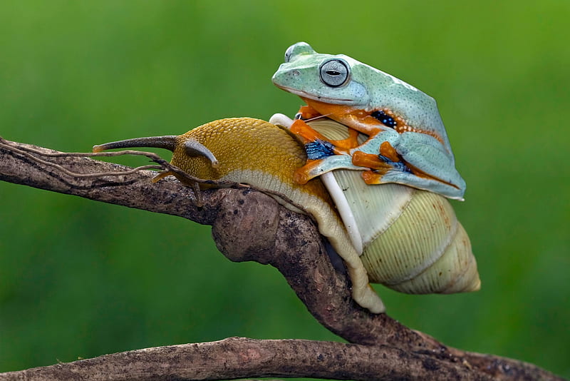 Frog riding a snail, frog, broasca, melc, green, snail, orange, funny, situation, HD wallpaper
