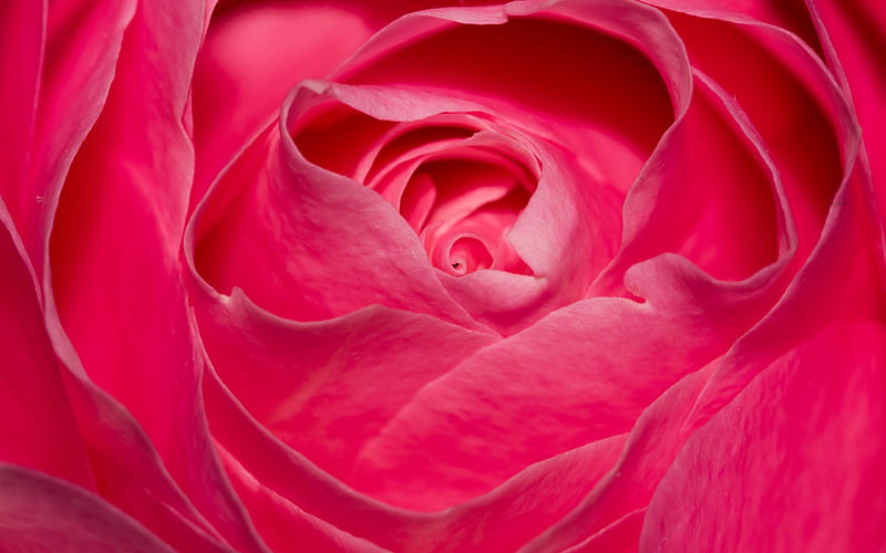 pink rose, bud, close-up, roses, HD wallpaper