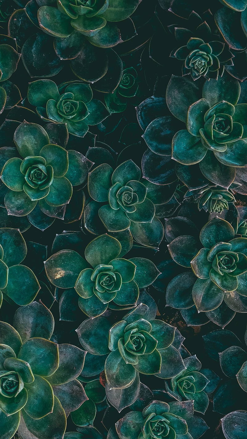 vertical, plants, green, leaves, HD phone wallpaper