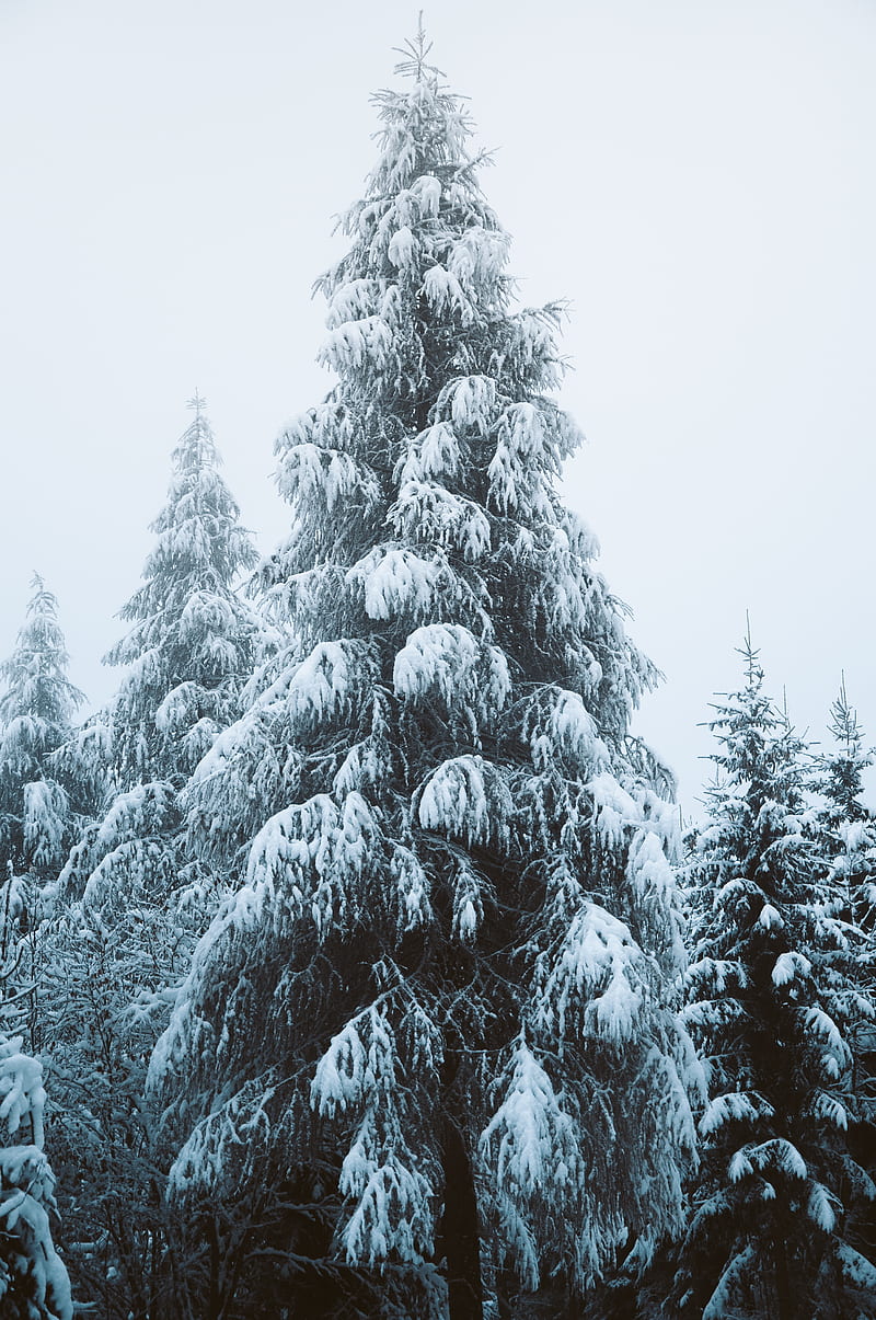 Snow covered pine trees during daytime, HD phone wallpaper | Peakpx