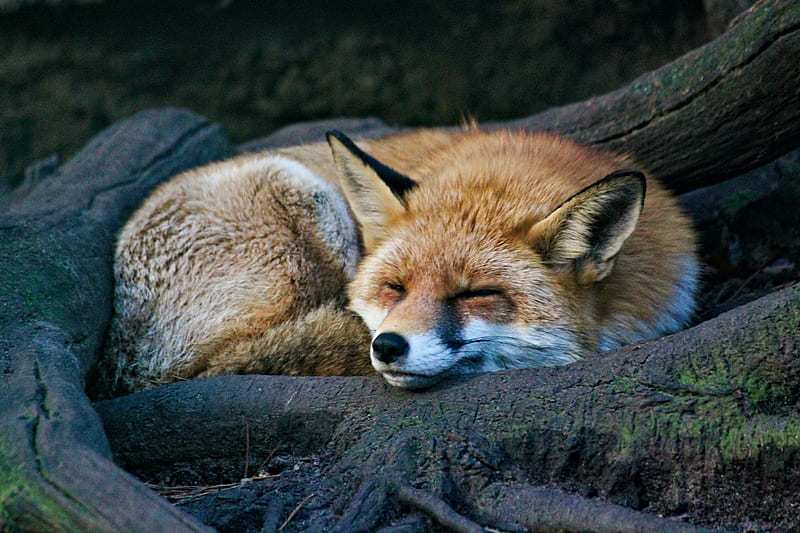 fox, sleep, animal, wildlife, HD wallpaper